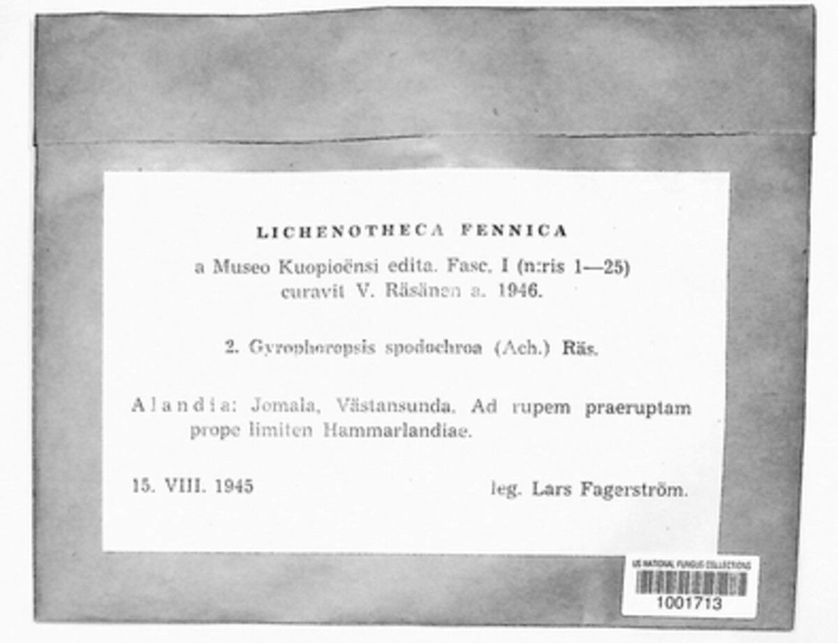 Umbilicaria spodochroa image